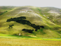 79 - Castelluccio di Norcia - Vacanze italiane